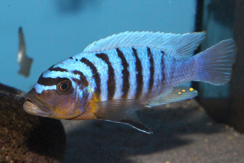 Maylandia fainzilberi 'Hora Mhango'